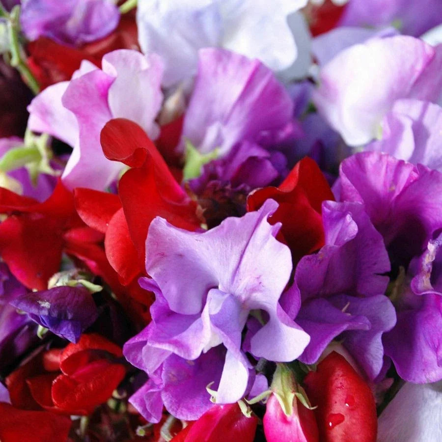 Royal Mix Sweet Pea Seeds, Fragrant Red Pink Garden Flower, Lathyrus odoratus, Climbing Vine, Packet of 20 Seeds