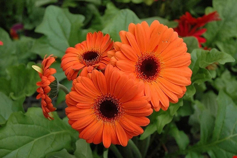Orange Gerbera Daisy Seeds - 200+ Seeds for Garden Planting, Gerbera jamesonii, Bright Orange Flowers, Easy to Grow, Pollinator Attracting
