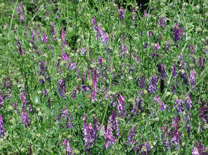 Hairy Vetch Seeds - Bulk Cover Crop for Soil Fertility & Nitrogen Fixation - Vicia villosa