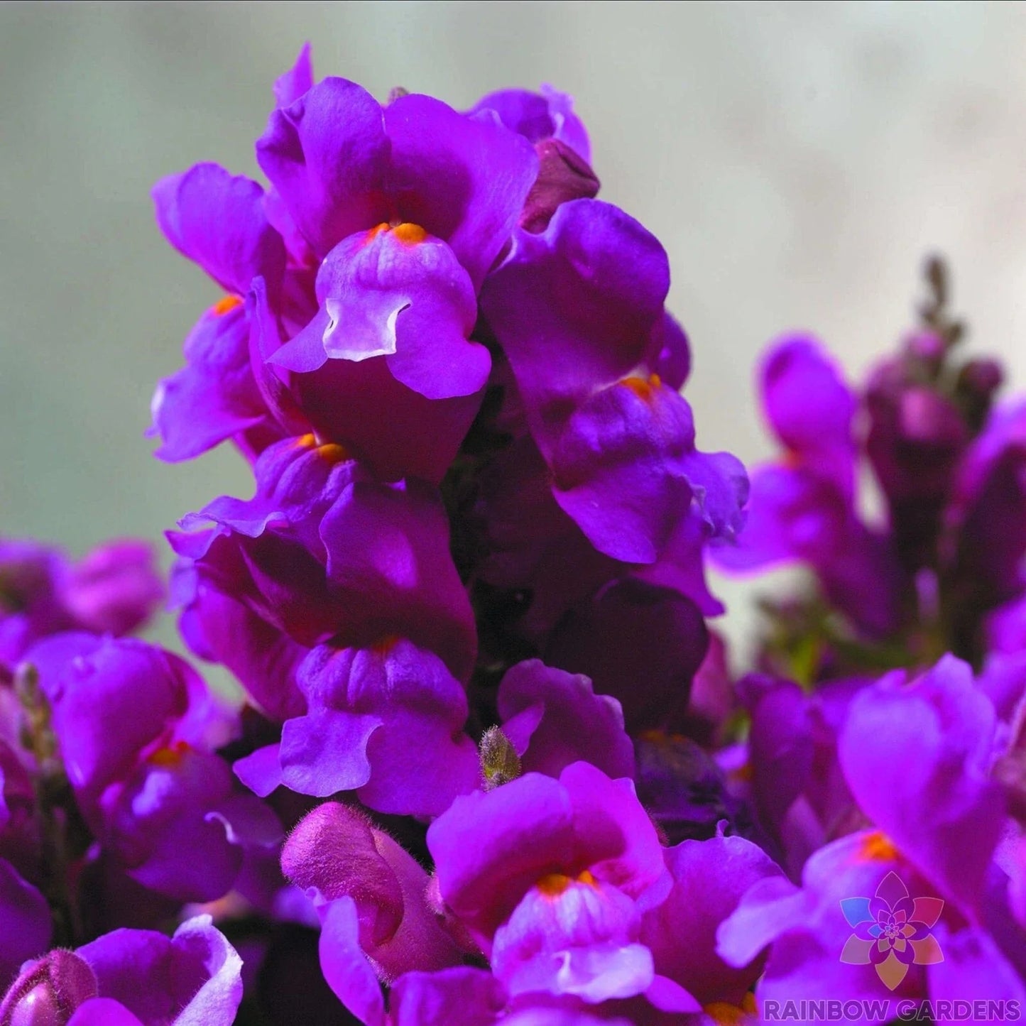 Purple Snapdragon Seeds - 1000+ Antirrhinum majus Flower Seeds for Garden, Borders, Containers, Full Sun, Easy to Grow
