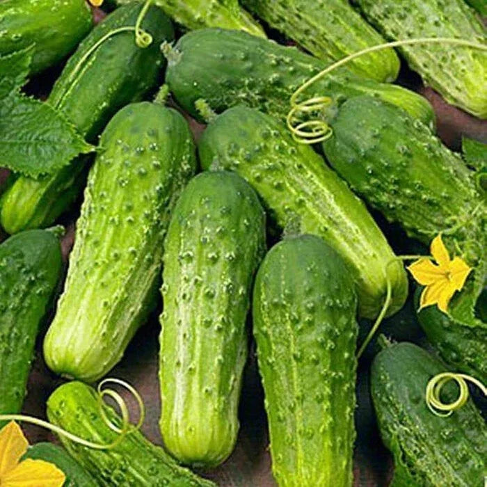 Boston Pickling Cucumber Seeds | Heirloom Non-GMO Cucumis sativus Vegetable Garden Seeds for Pickling & Salad