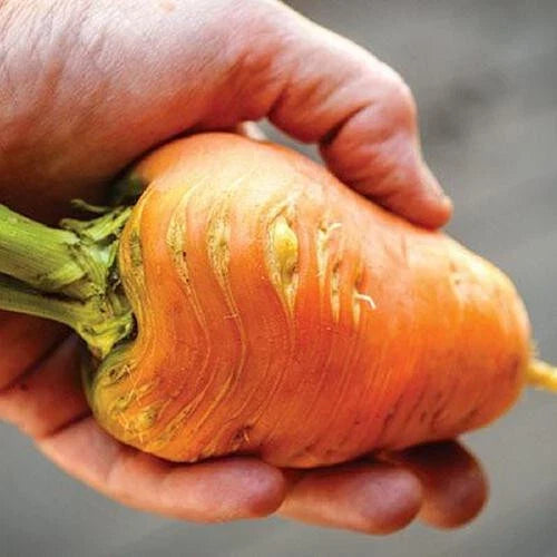 Oxheart Carrot Seeds - 1000+ Organic Daucus carota Heirloom for Garden Planting, Full Sun, Well-Drained Soil