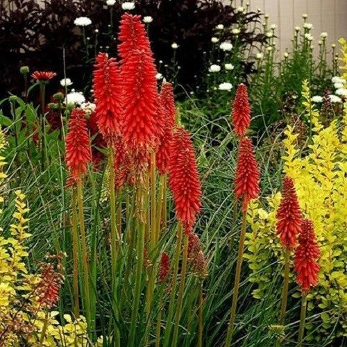 25 Hot Poker Seeds - Kniphofia Uvaria Perennial Torch Lily Flowers