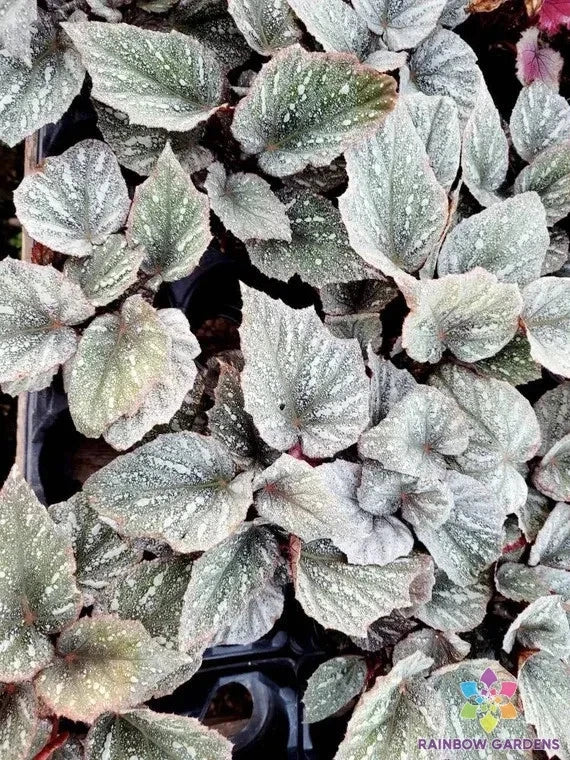 White Rex Begonia Seeds – Garden Planting, Indoor & Outdoor, Begonia rex, Non-GMO, Free Shipping USA