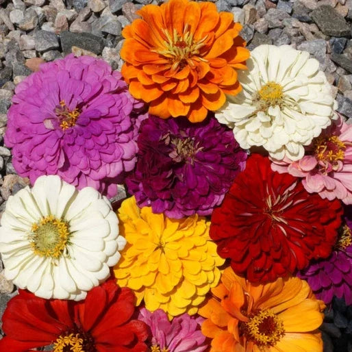 Zinnia Seeds - California Giants Mix - Large 5" Flowers in 7 Colors - Zinnia elegans - Annual Garden Flower Seeds