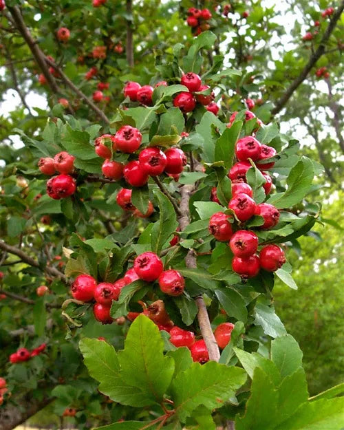 Mayhaw Fruit Tree Seedling 1ft Bare Root Crataegus aestivalis Small Tree or Shrub, Southern Fruit Plant