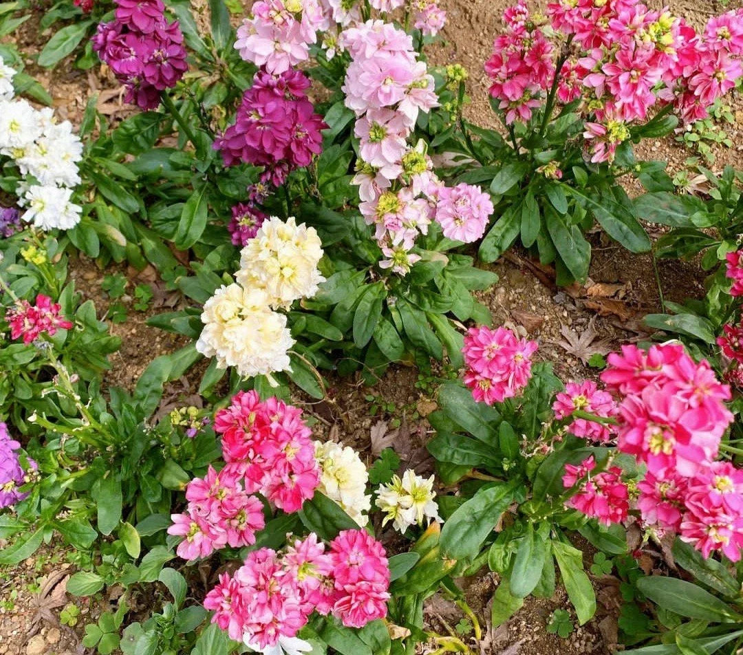 Evening Stock Flower Seeds Mix - 50 Pack, Fragrant Matthiola incana, Annual Garden Plants for Borders & Containers