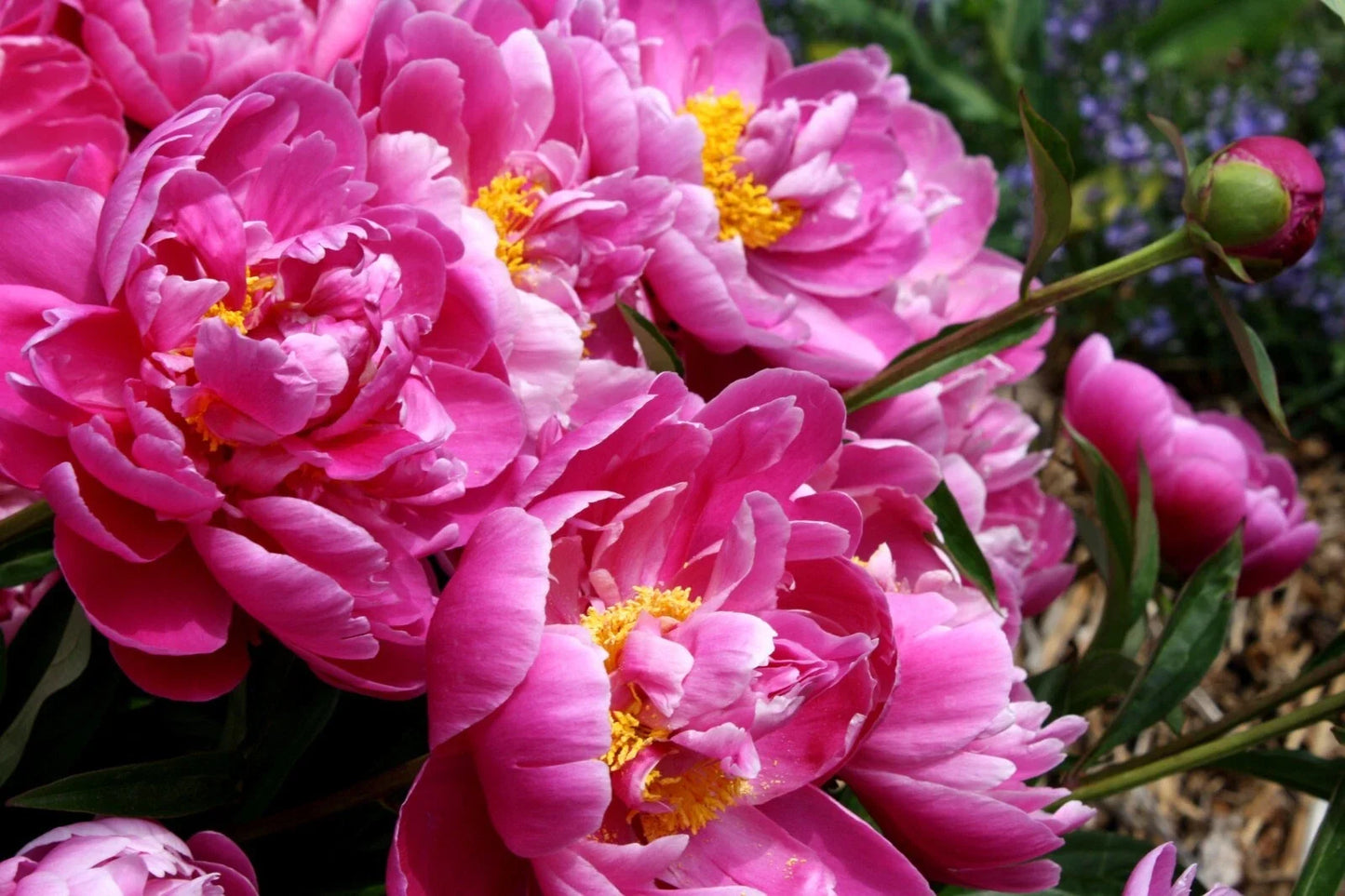 Pink Peony Rooted Plant – Vibrant Pink Flowers – Paeonia lactiflora – Strong 3+ Year-Old Herbaceous Perennial