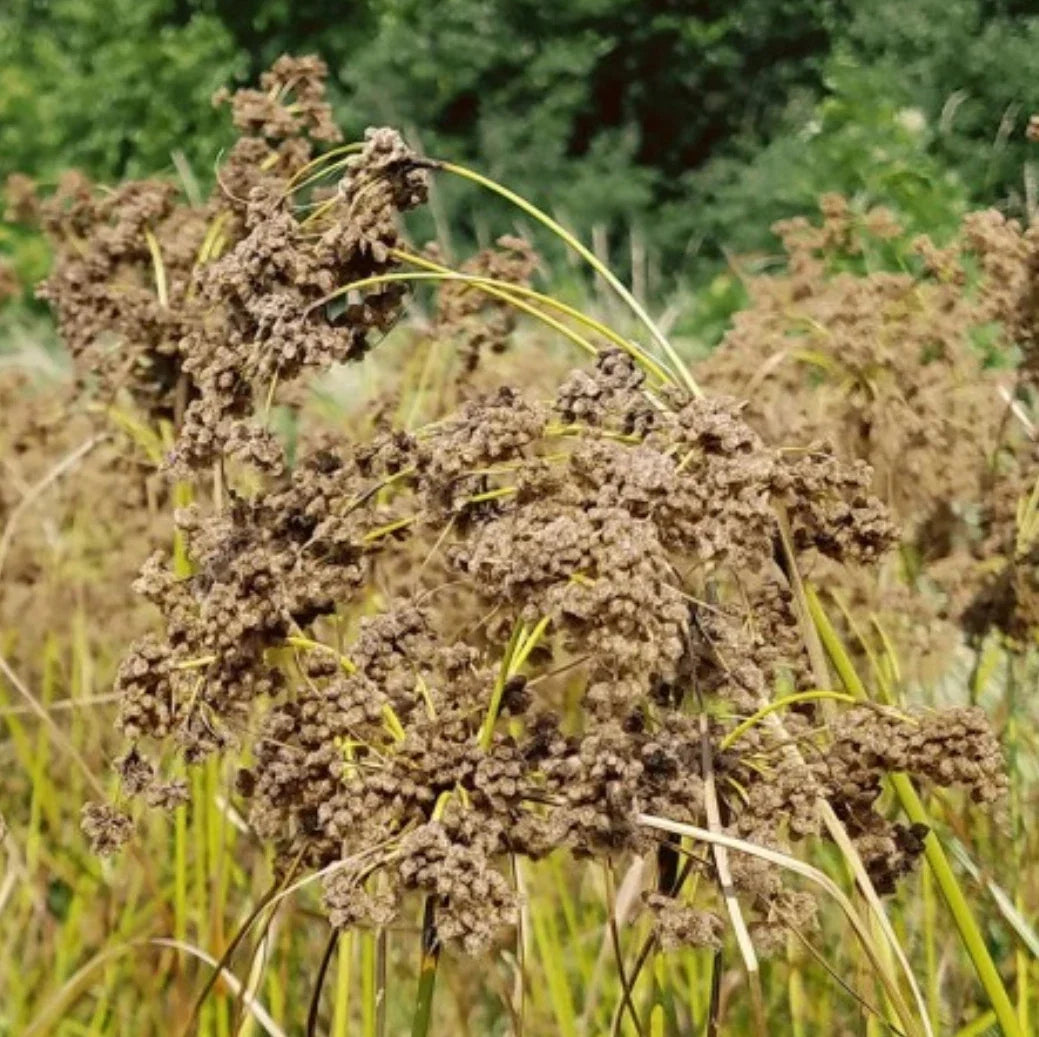 Wool Grass Seeds | Native Wetland Perennial | Scirpus cyperinus | Erosion Control & Wildlife Habitat