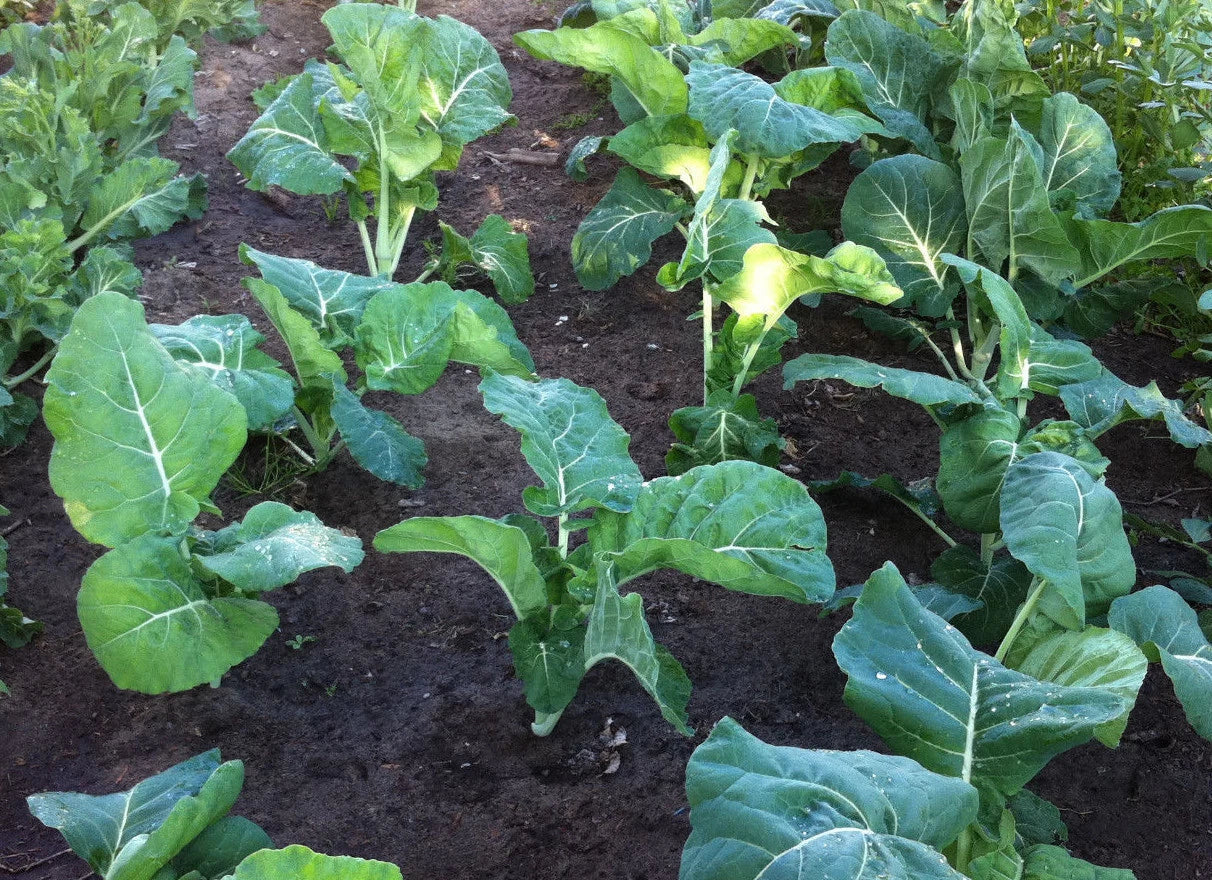 Kale Seeds Packet – Premier Early Variety, Tender, Overwinter – Brassica oleracea, 100 Seeds for Gardening