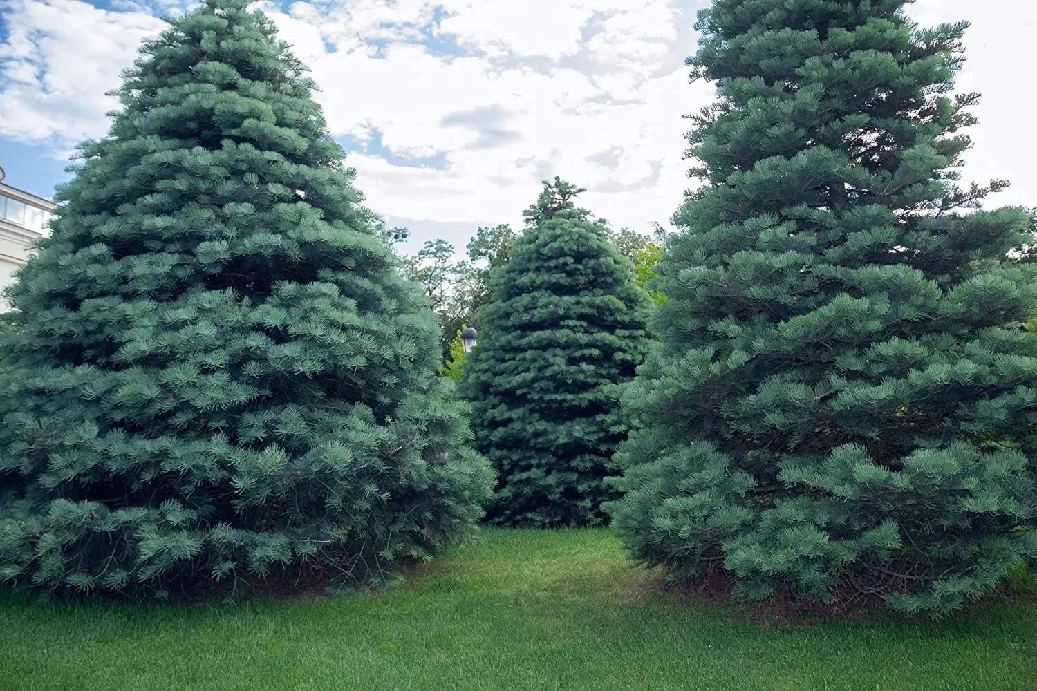 White Fir Seeds for Planting - Abies concolor - Evergreen Tree Seeds - 30 Count