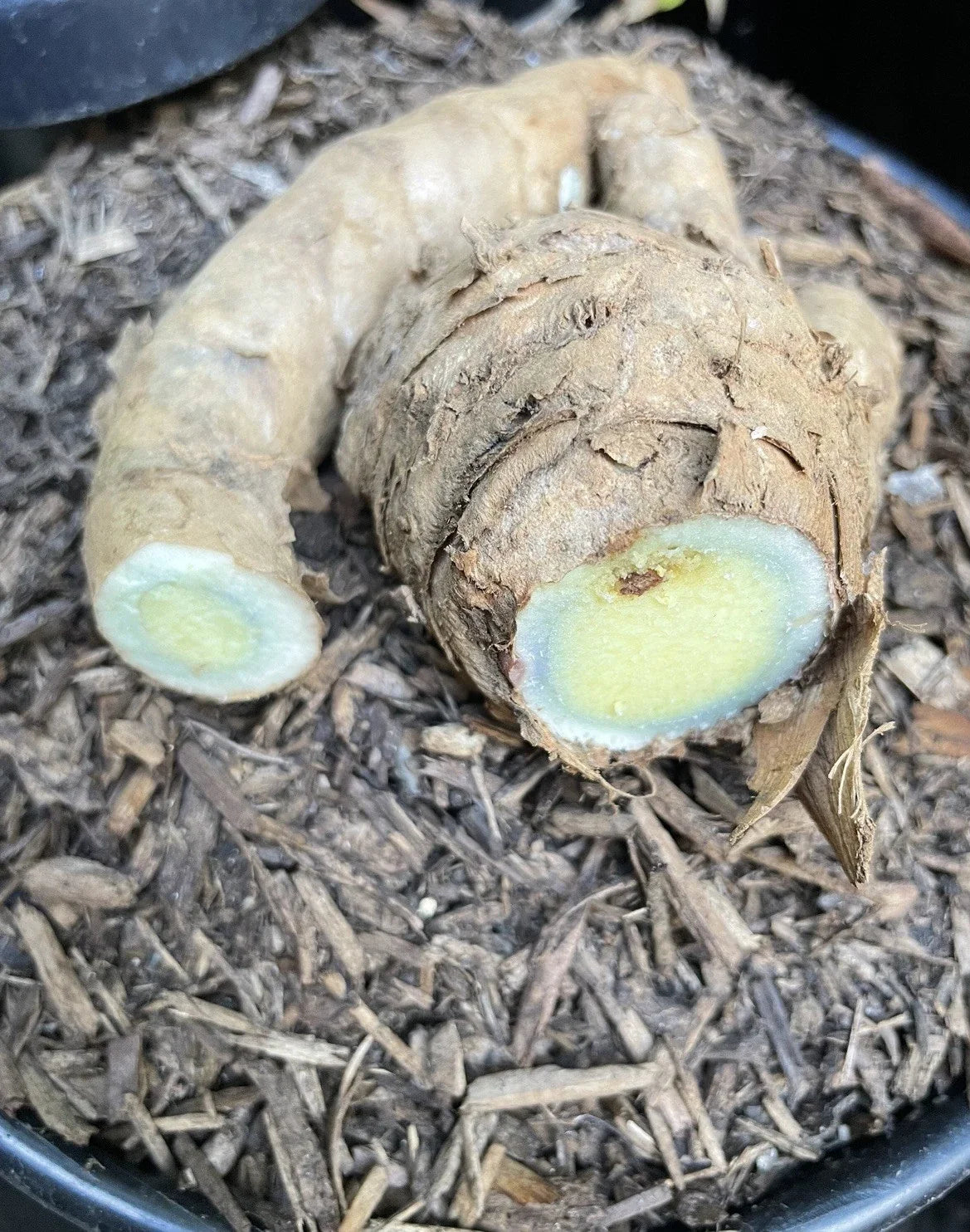 Black Turmeric Planting Roots - Organic Rhizomes for Garden, Curcuma caesia, Perennial Herb, Indoor & Outdoor Cultivation
