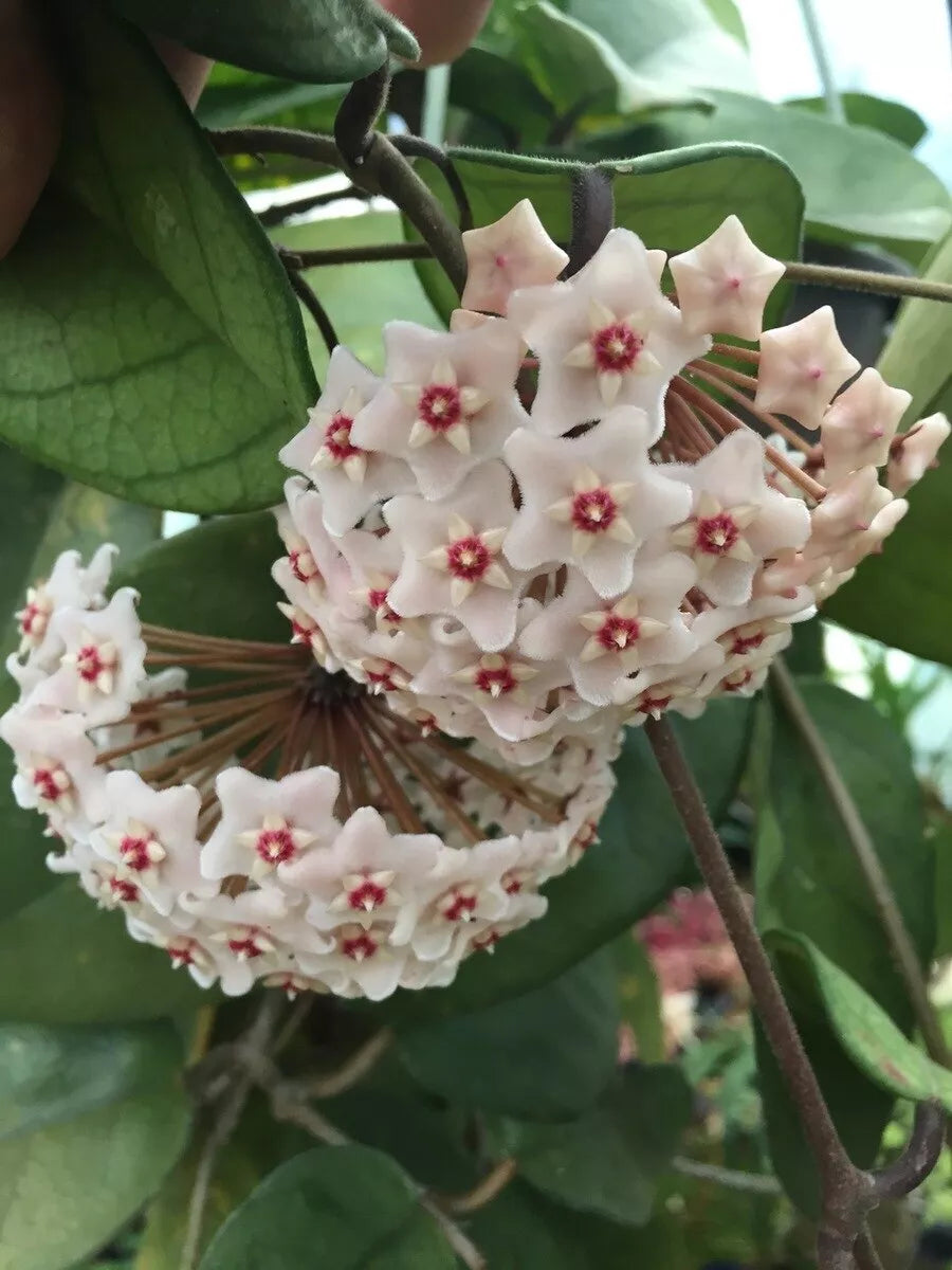 Rare Hoya fungii Rooted Plant in 2.5" Pot | Indoor Houseplant with Lush Foliage & White Blooms