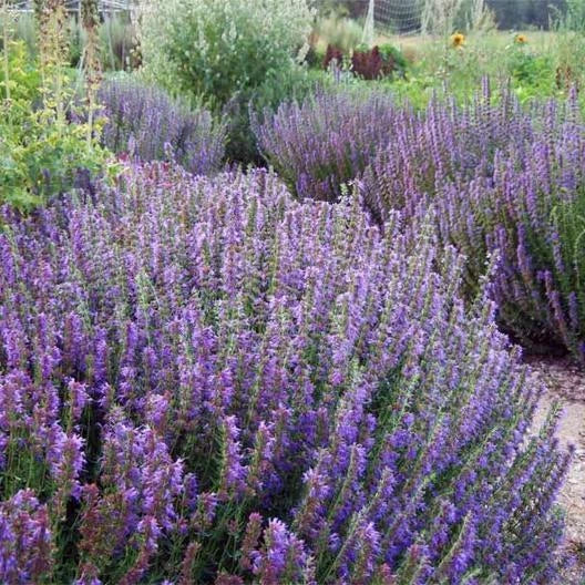 Hyssop Seeds - Purple Giant Agastache Perennial for Bees and Pollinators - 500 Seeds