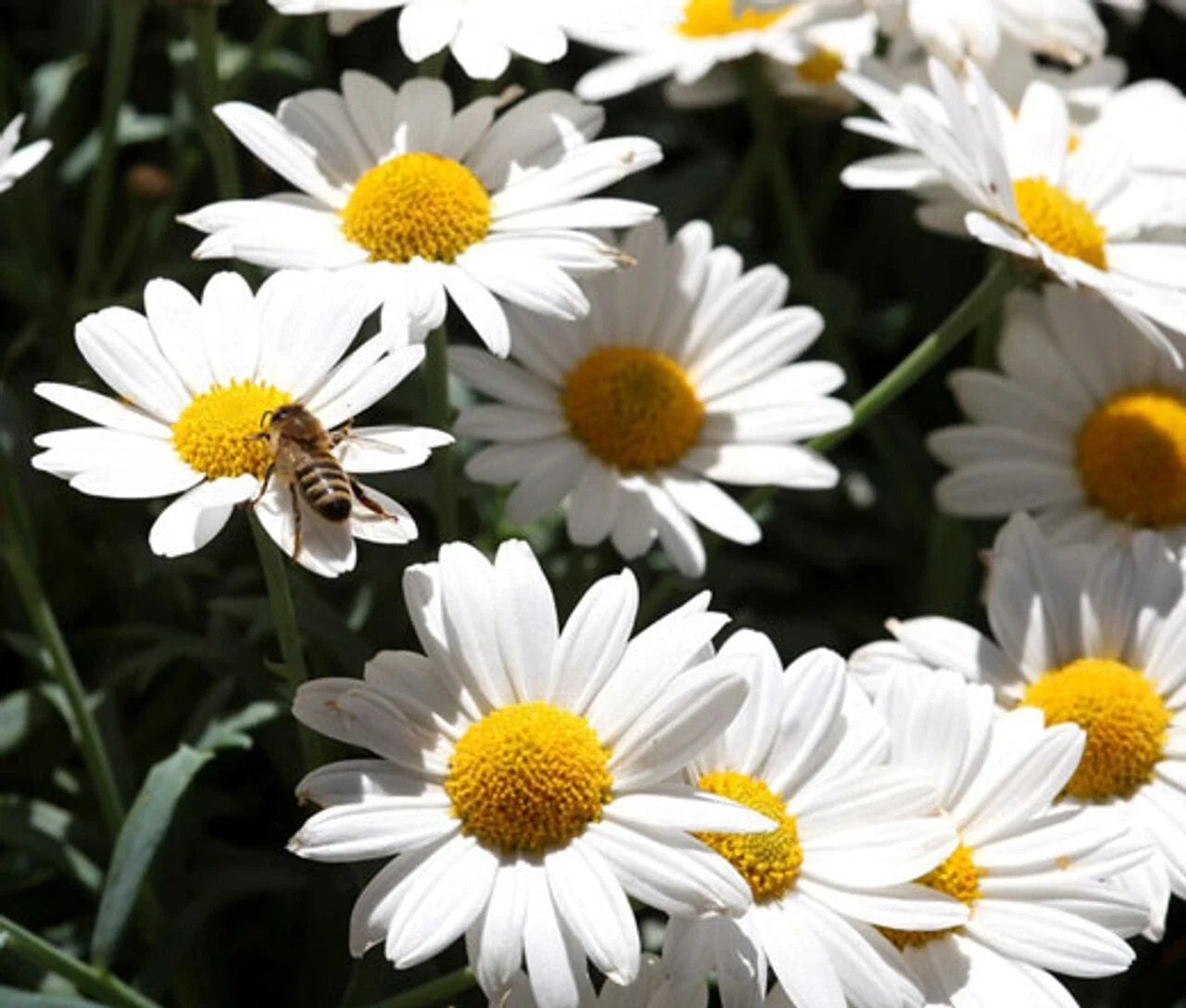 Oxeye Daisy Seeds - 200+ Pack - Leucanthemum Vulgare Wildflower for Garden, Borders & Pollinators