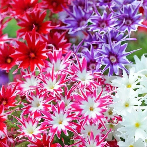 Phlox Seeds - Twinkle Mix Flower Seeds for Borders & Containers - Phlox paniculata - Non-GMO, Easy to Grow, Attracts Pollinators