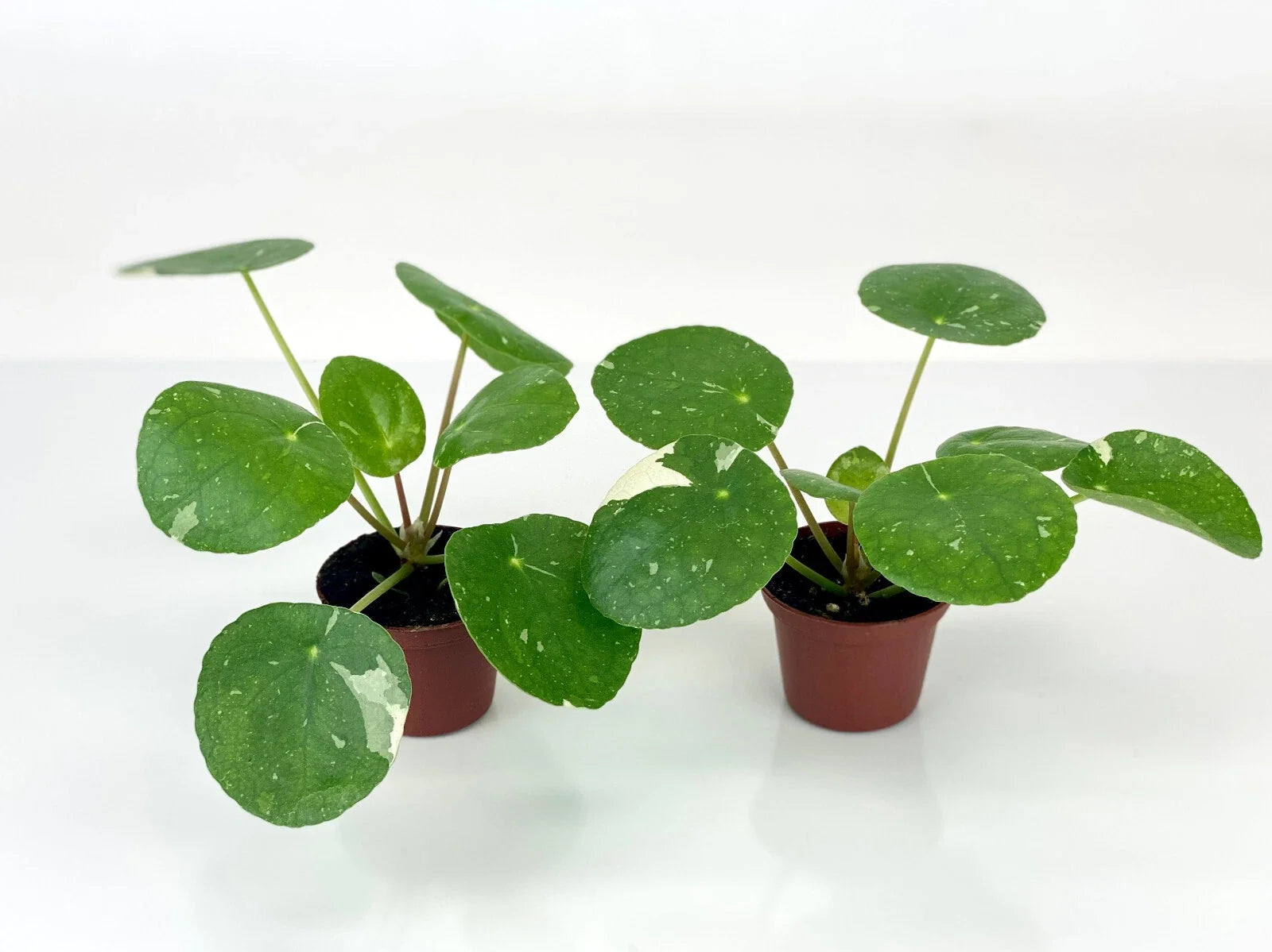 Variegated Pilea Plants - 2-Inch Pots - 'White Splash' Pilea peperomioides Starter Plants for Indoor Decor