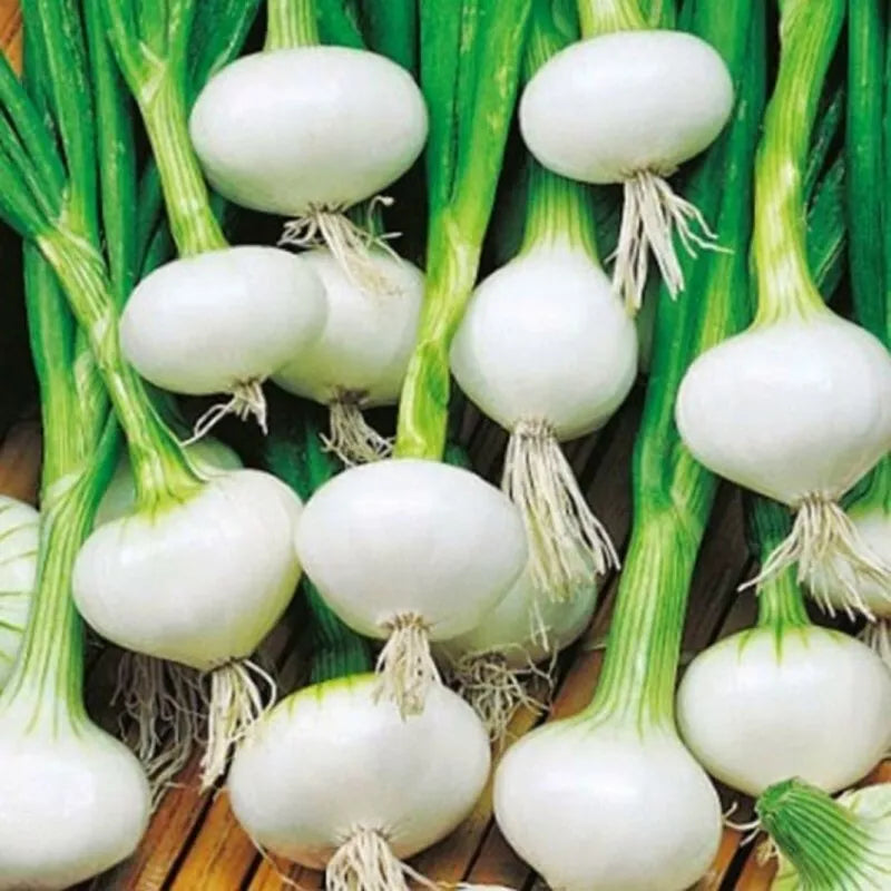 Crystal White Wax Onion Seeds – Non-GMO Allium cepa Vegetable Seeds, 200+ Pack for Garden & Container Growing