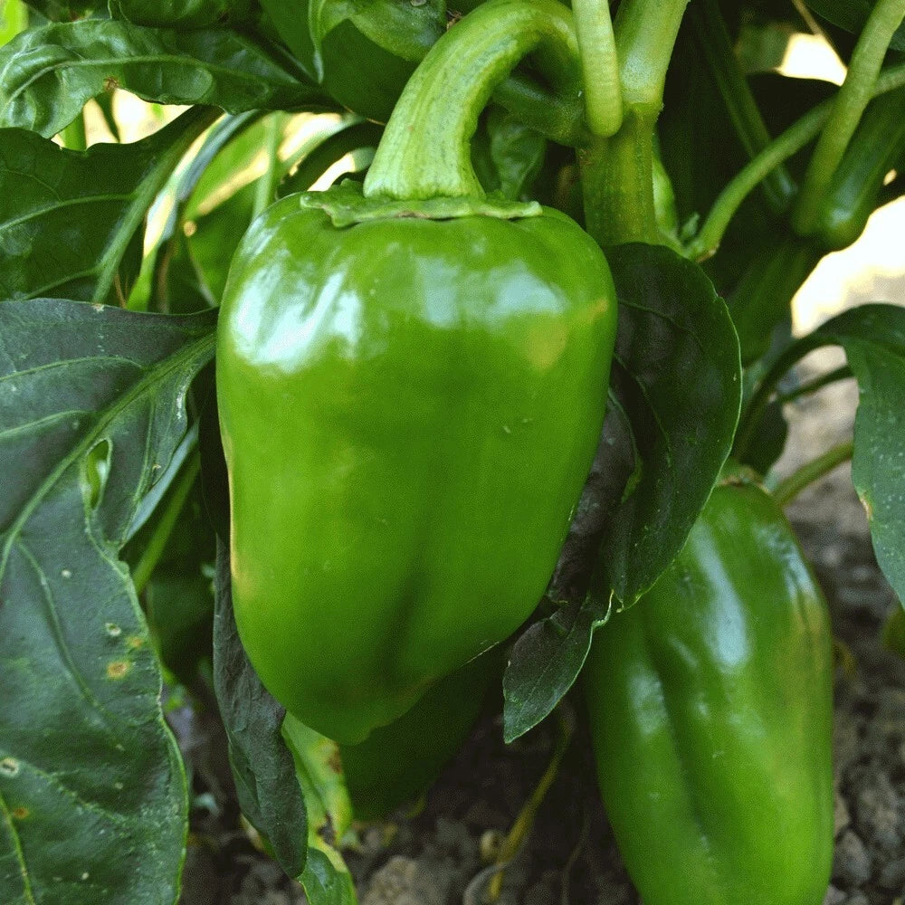 Fresh Sweet Pimento Pepper Seeds - 25 Capsicum annuum for Home Garden, Salad & Cooking