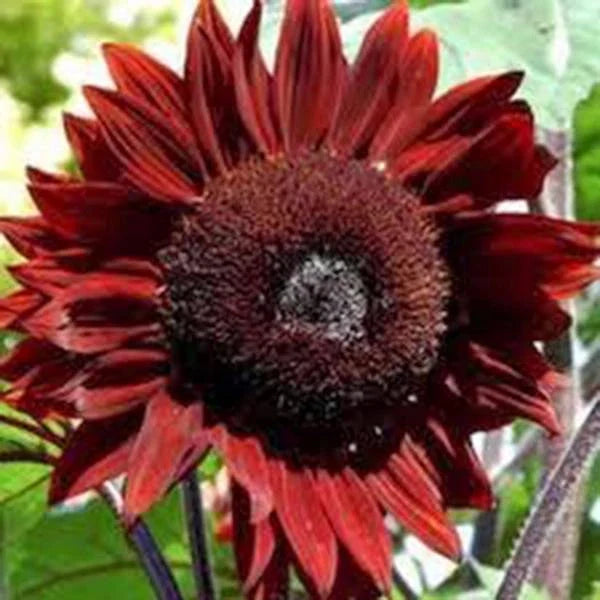 Red Sun Sunflower Seeds - Bright Red Blooms, Helianthus annuus, 100 Packets