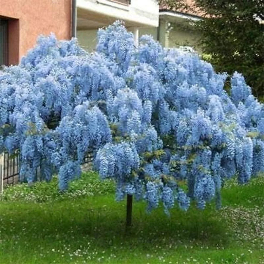 Blue Moon Wisteria Seedling - 1 Year Wisteria macrostachya Fast-Growing Ornamental Plant
