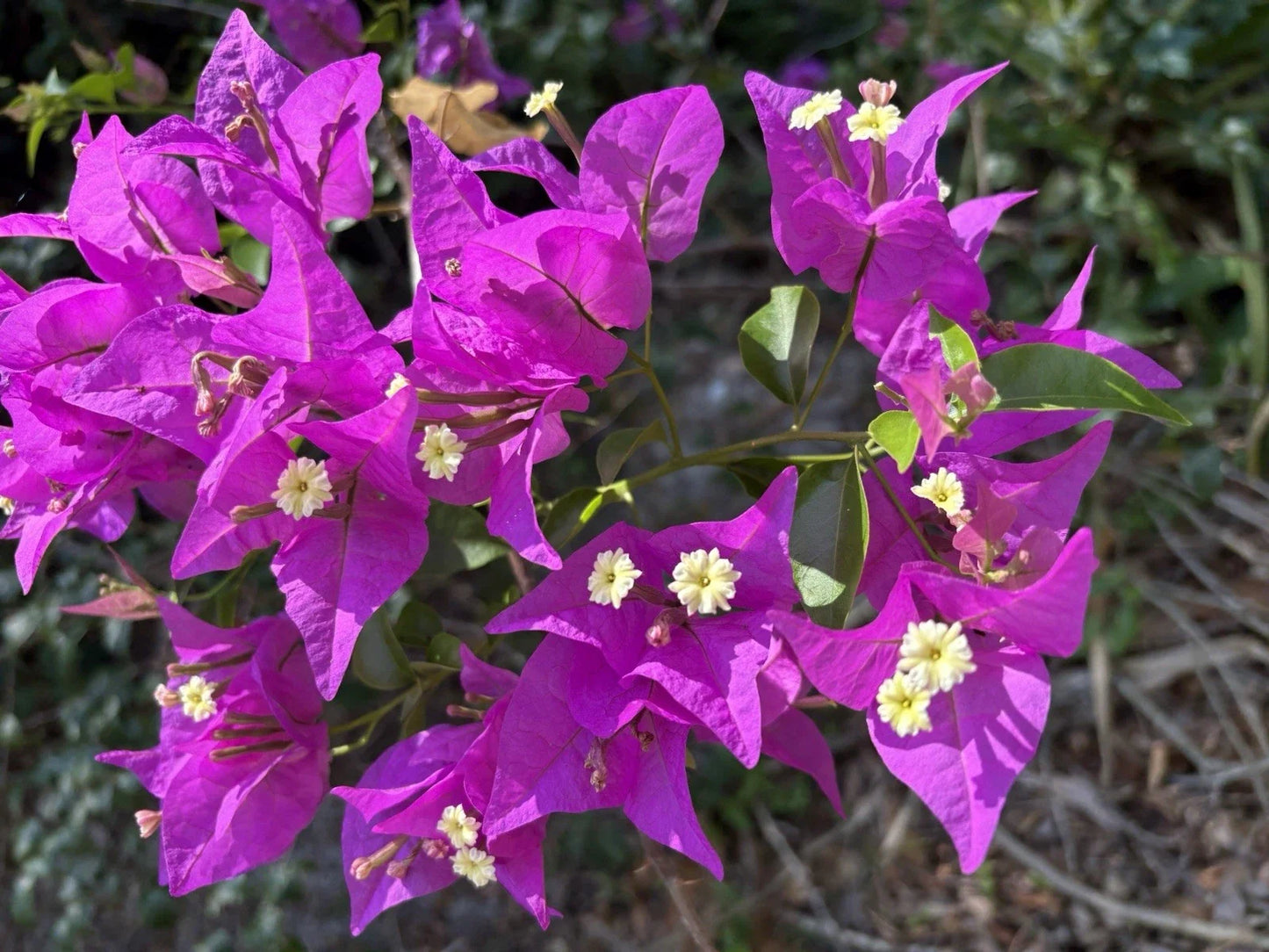 Bougainvillea Cuttings - 6 Purple Lavender Stem Clippings - Bougainvillea glabra - Vibrant Blooms for Garden & Patio