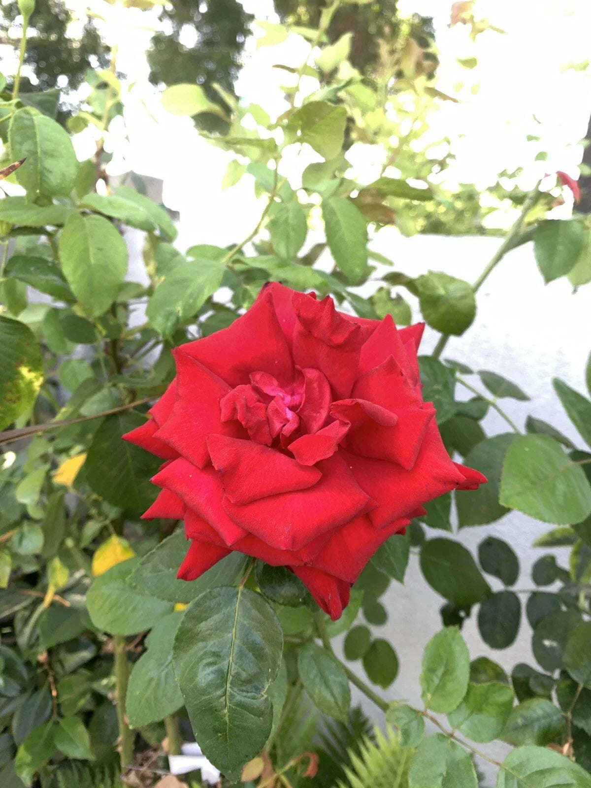 Blood Red Fragrant Rose Cuttings - 5 Pieces, 6 Inch Logs, Rosa spp.