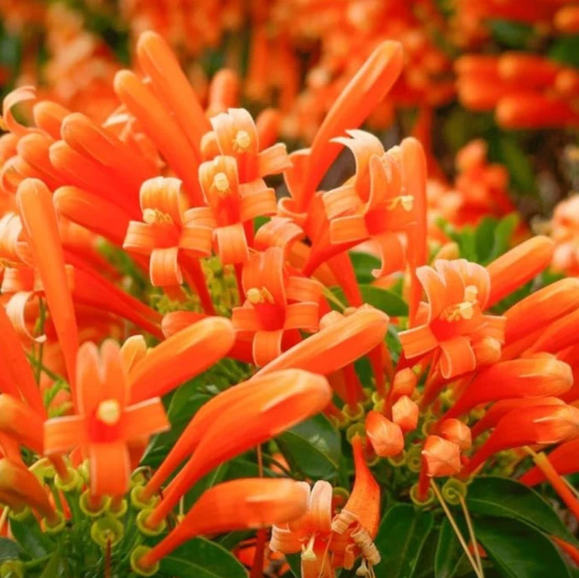 Live Orange Trumpet Vine Starter Plants Set of 2 - Campsis radicans Bare Root, Climbing Vine, Vibrant Orange Flowers