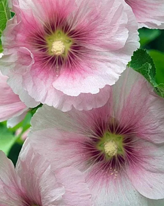 Blush Hollyhock Seeds - 25 Perennial Flower Seeds - Pink & White - Alcea rosea - Easy to Grow, Butterfly Attracting, Garden Bed Plant