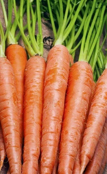 Carrot Seeds 600+ Tendersweet Variety, Sweet & Tender Daucus carota, Vegetable Seeds for Garden & Container Growing