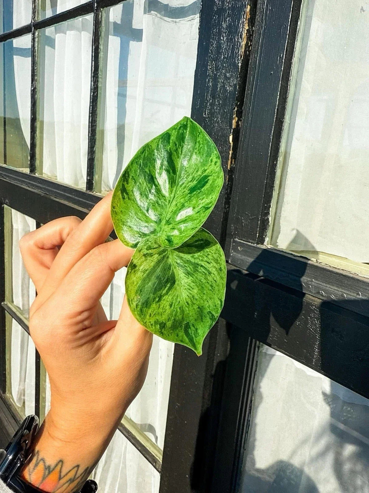 Philodendron Variegated Heartleaf Cuttings – 2 Rooted, Hederaceum, Indoor Plant, Vining, Easy Care