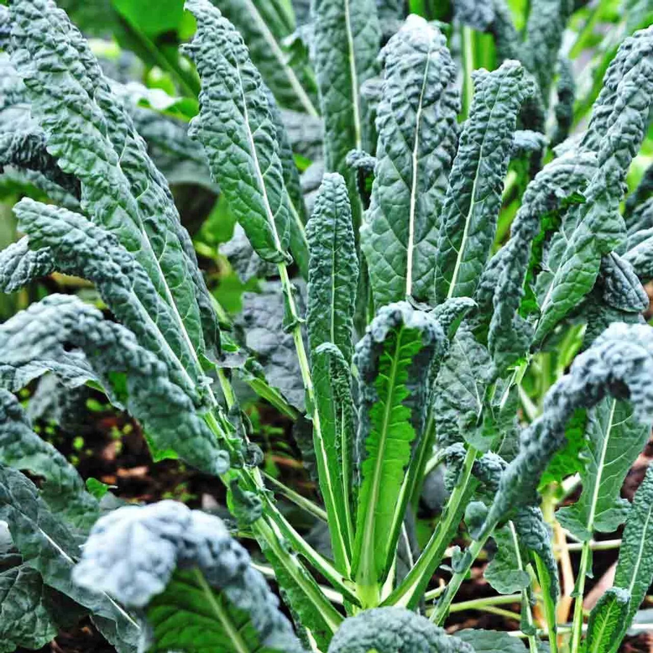 Lacinato Kale Seeds 300+ Non-GMO Black Tuscan Dinosaur Kale Vegetable Brassica oleracea