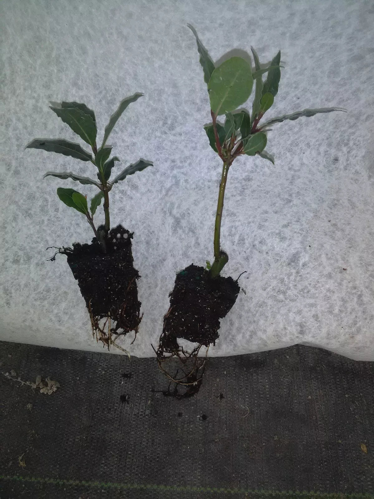 Bay Leaf Tree Plant - 2-4 Inch Laurus nobilis Pesticide-Free Live Plant for Culinary & Garden Use