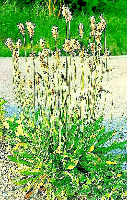 English Plantain Seeds 500 Count Plantago lanceolata Medicinal Herb Garden Seeds for Natural Remedies