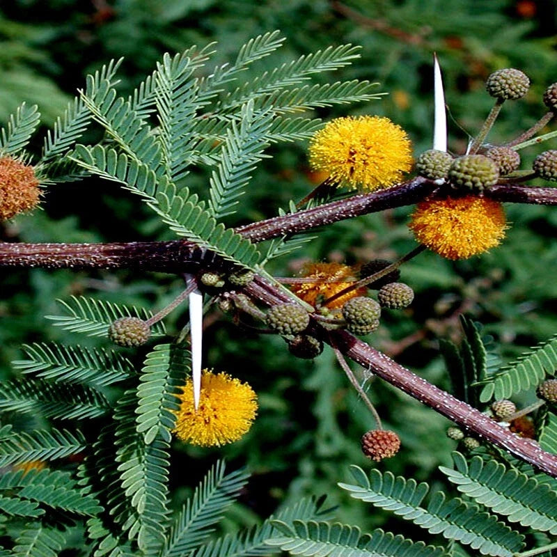 10 Sweet Acacia Seeds - Mimosa Tree - Acacia farnesiana - Fast-Growing Wattle Flower Seeds for Gardens & Landscaping