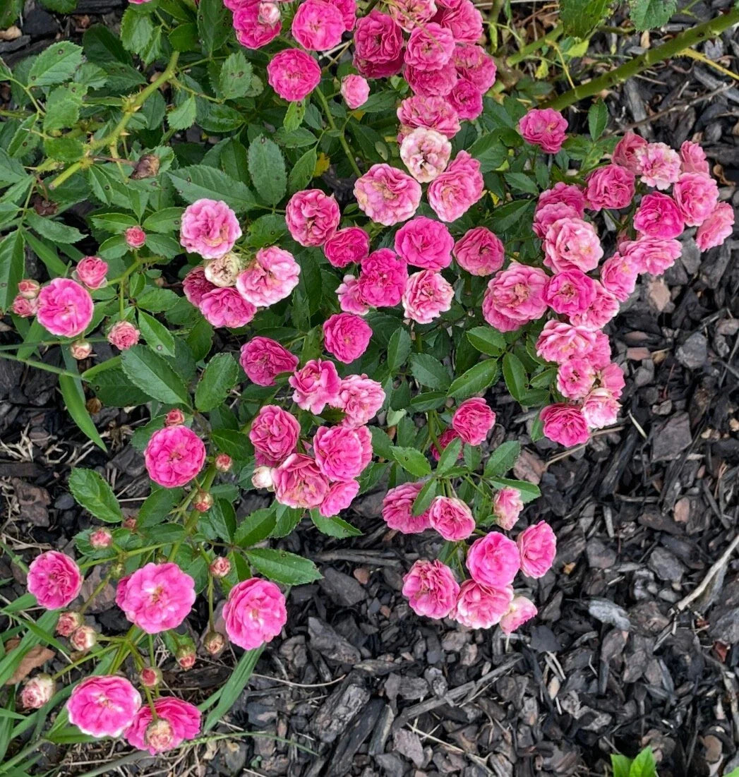 Kendyl Marie Polyantha Rose Cuttings - 4 Live Shrub Cuttings for Garden
