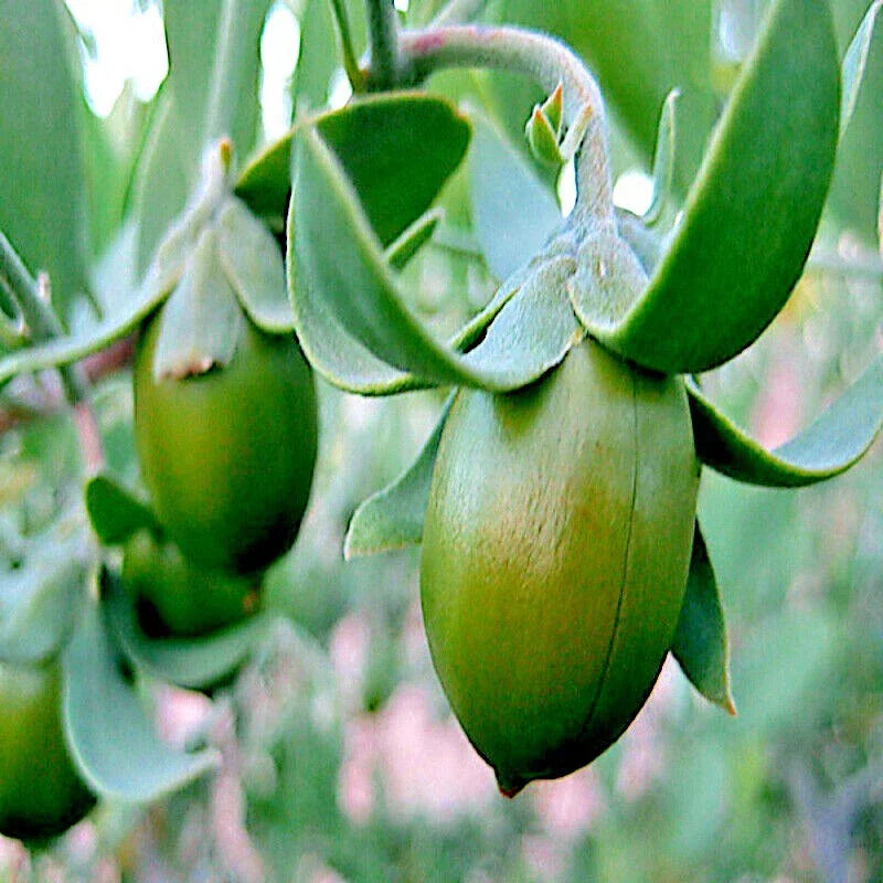 Jojoba Tree Seeds - Rare Simmondsia chinensis for Garden and Oil Production