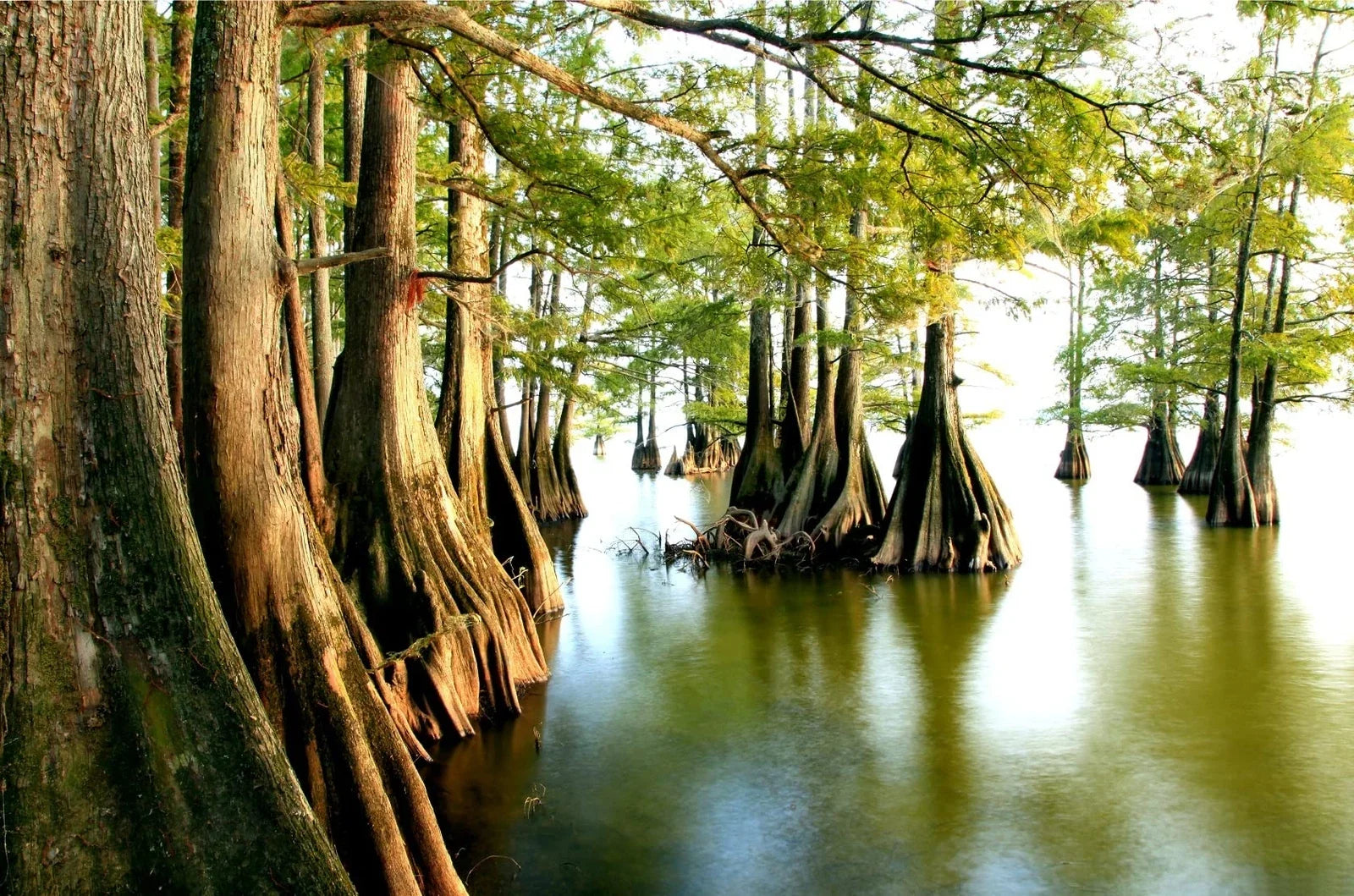 Swamp Cypress Seeds for Planting | 10 Seeds | Drought-Resistant Taxodium distichum var. imbricarium