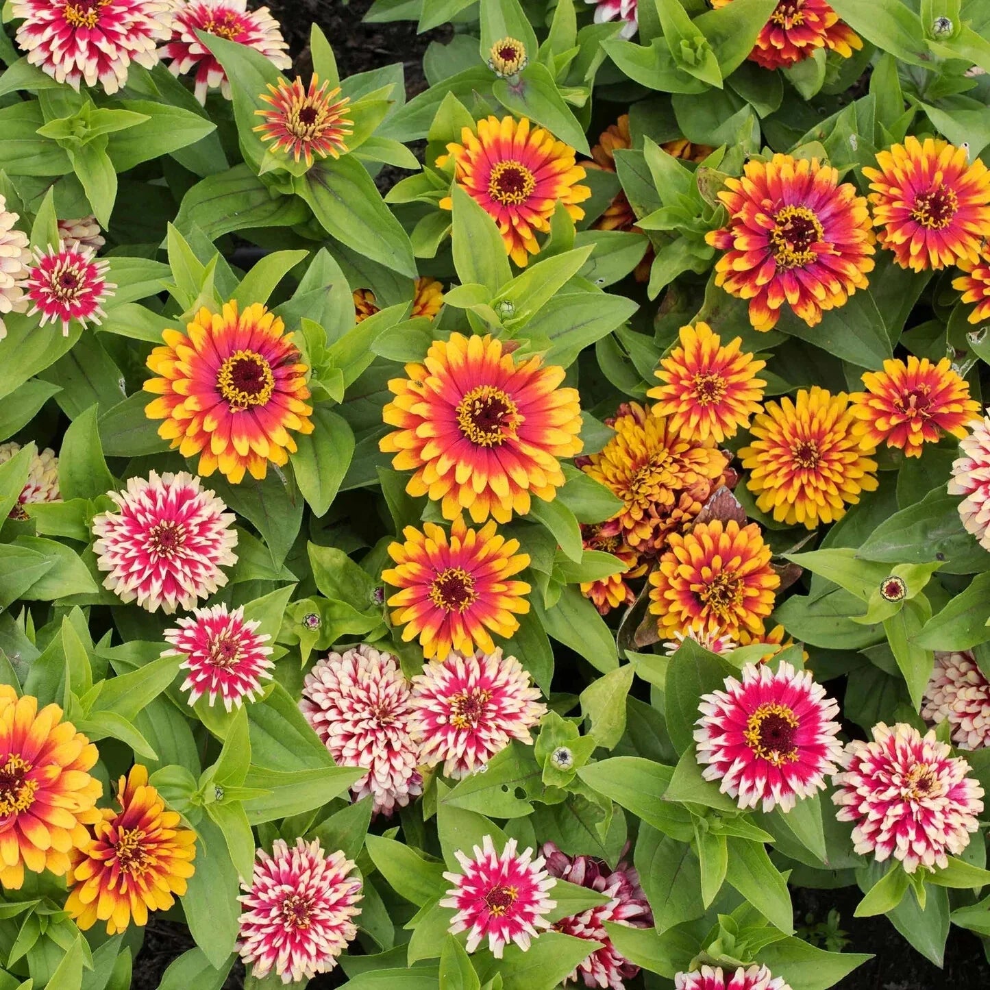 Swizzle Mix Zinnia Seeds - 100+ Pack, Colorful Annual Flowers, Zinnia elegans, Easy to Grow, Vibrant Garden Flowers