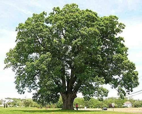 Black Willow Tree Cuttings - 6 Pieces, Fast-Growing Shade and Privacy Plant, Salix nigra, Deciduous Tree for Wet Areas