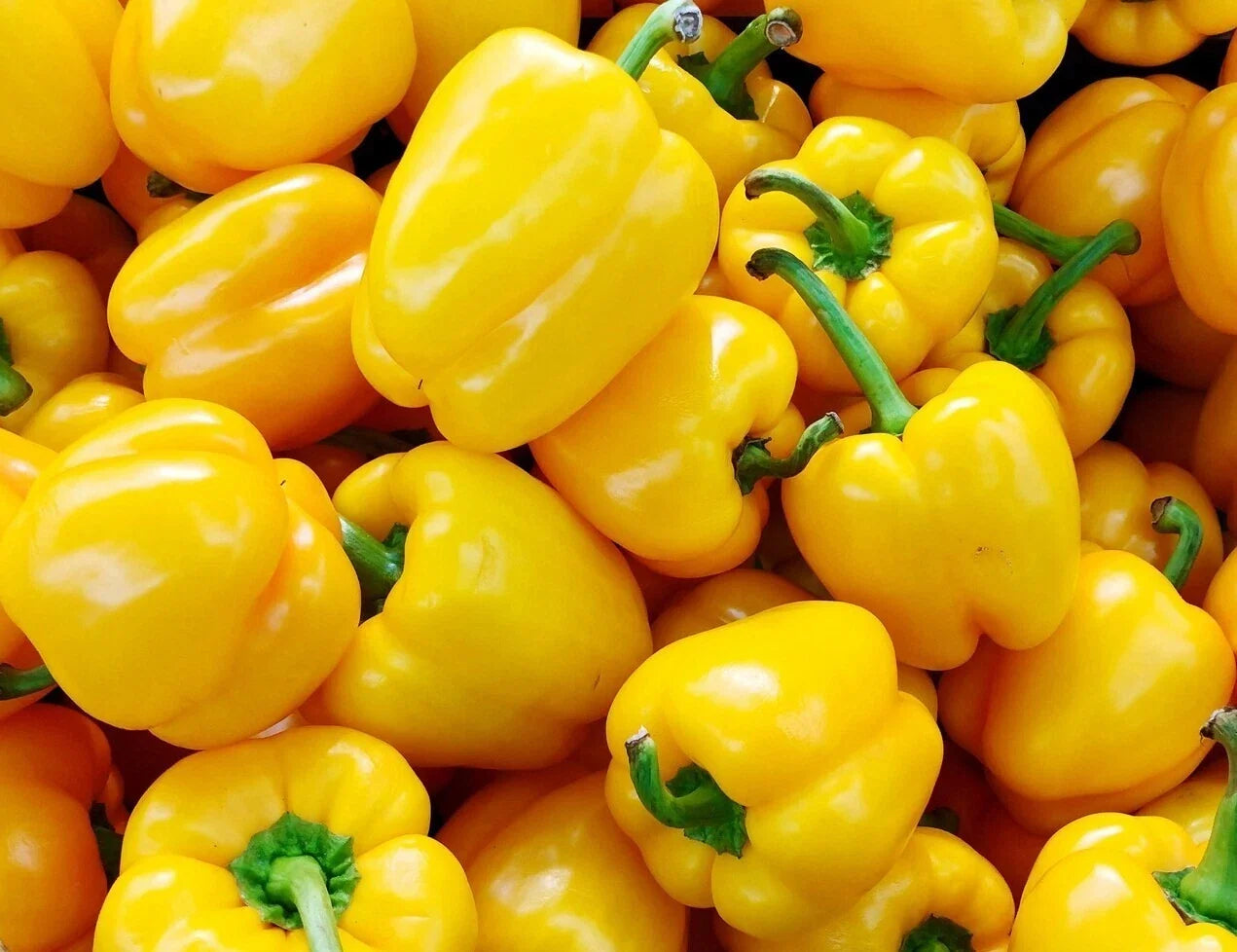 Organic California Wonder Bell Pepper Seeds - 50+ Non-GMO Capsicum annuum for Garden, Container, or Raised Bed