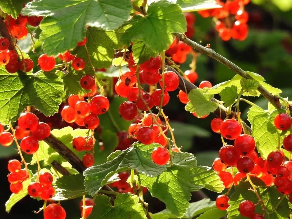 Alpine Currant Bush Seeds - Ribes alpinum - Fruit-bearing Shrub for Garden, Hedge, Landscaping, 30 Seeds
