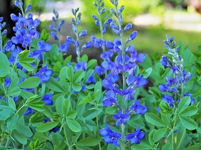 Blue False Indigo Seeds - 50 Pack Baptisia Australis Perennial for Zones 3-10, Blue Flowers, Drought Tolerant, Pollinator Attracting