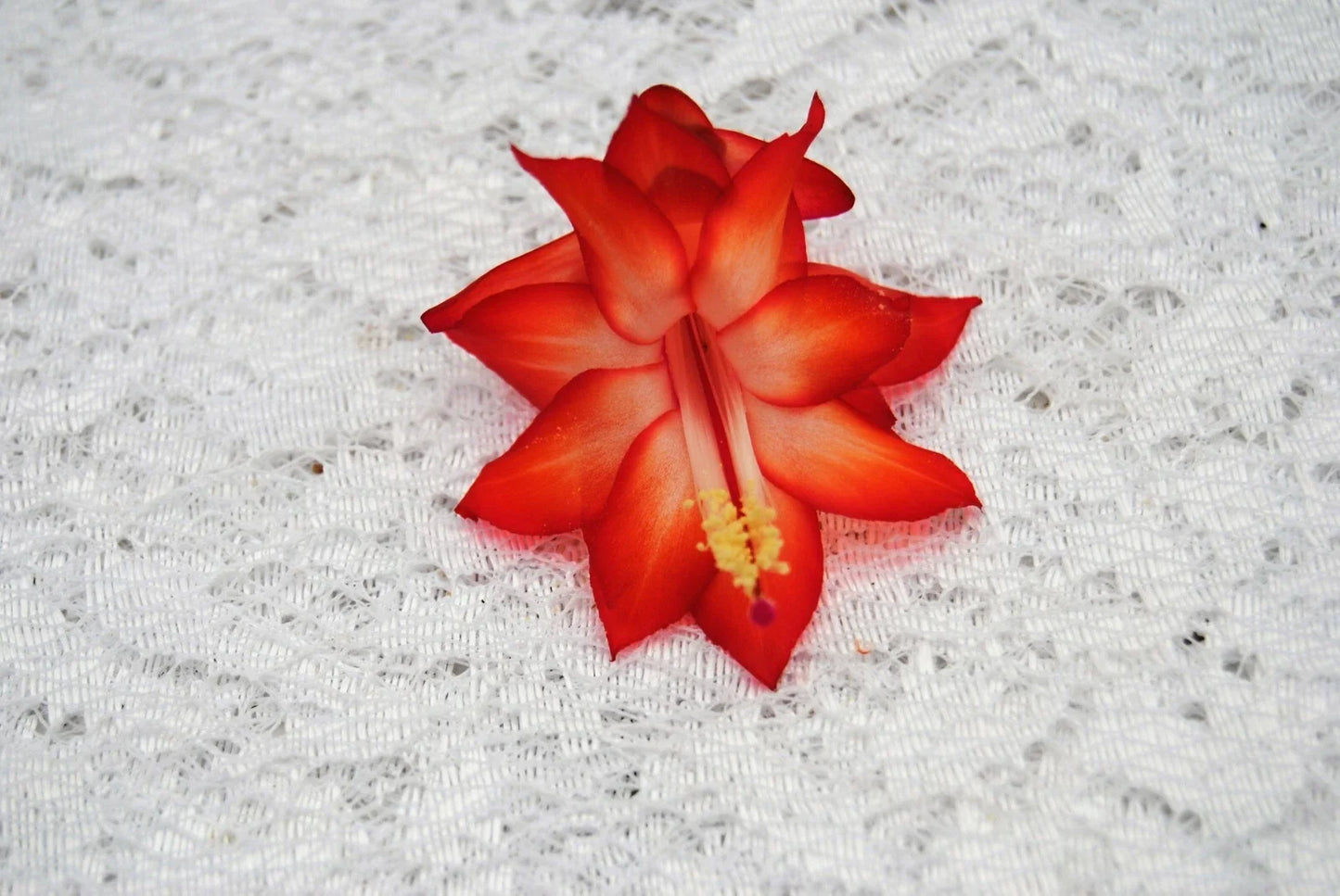 Christmas Cactus Starter Plant - Well Rooted Schlumbergera truncata Ara Brazil Variety for Indoor Decor