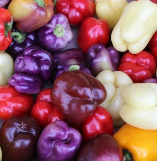 Bell Pepper Seeds Mix - 50+ Varieties in Red, Purple, Green, White, Yellow, Chocolate | Capsicum annuum Garden Seeds