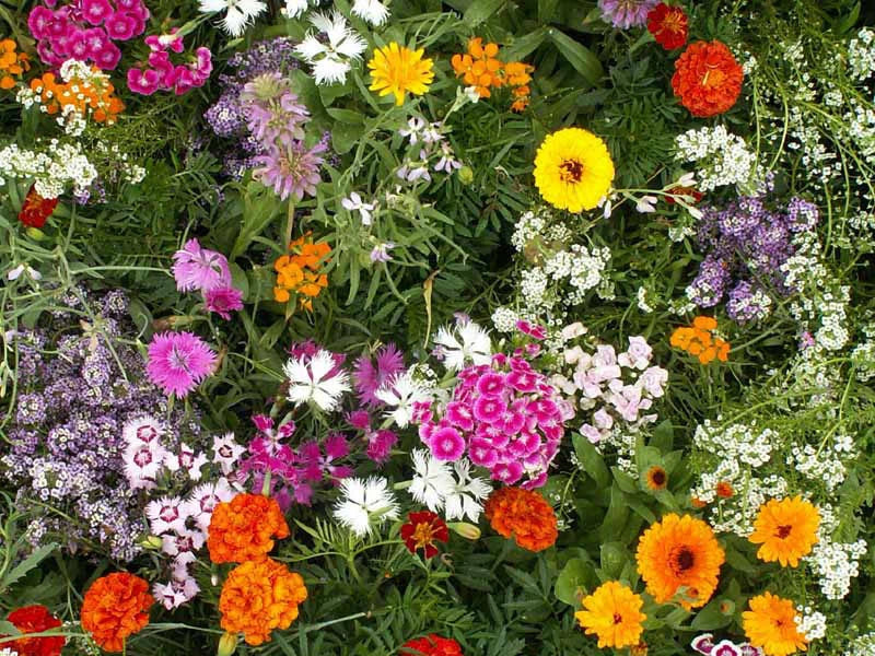 Fragrant Wildflower Seeds Mix – Vibrant Blooming Garden Mix for Pollinators – Non-GMO Wildflower Seed Packet