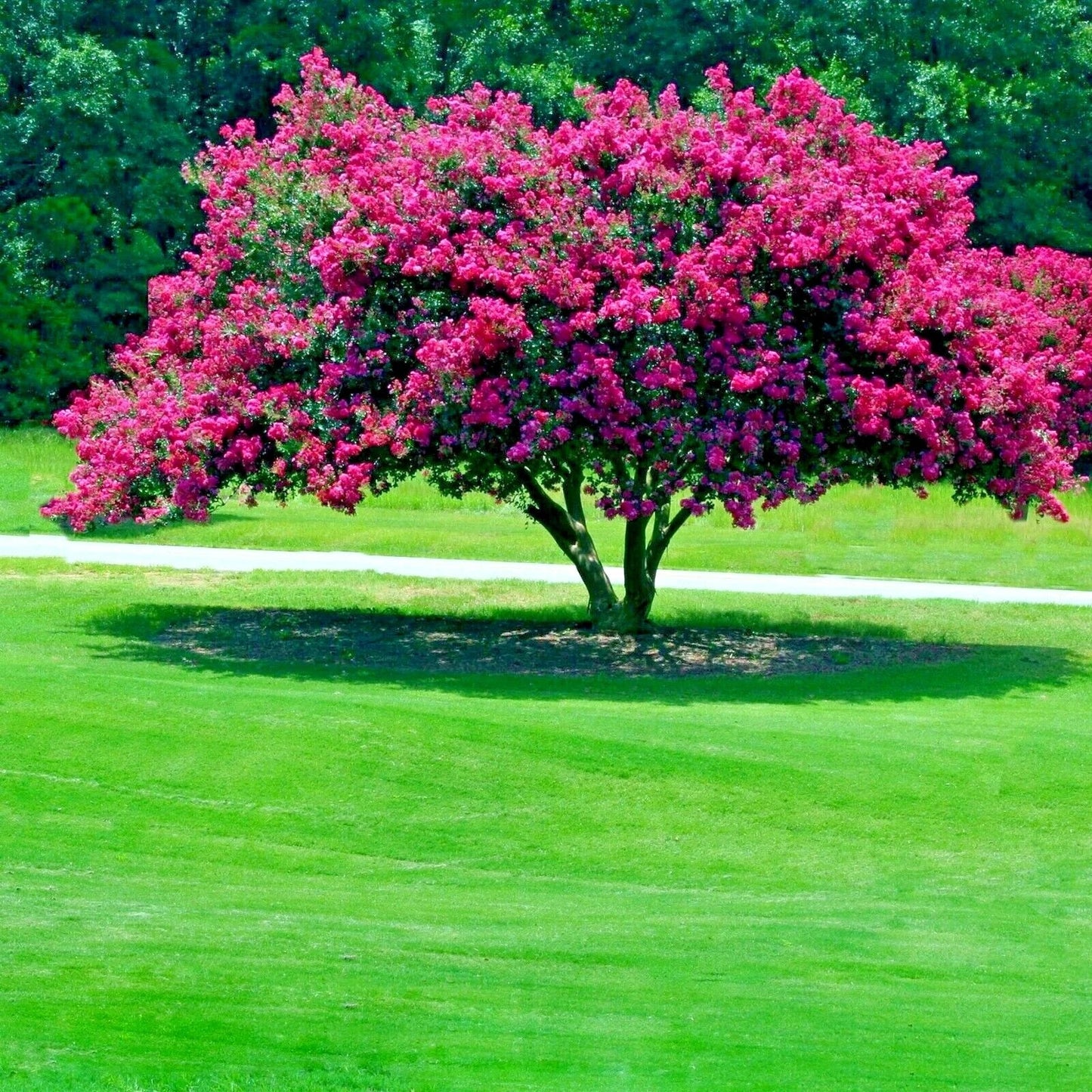 Crape Myrtle Tree Seeds - Lagerstroemia Indica - Lilac Flowers - Garden Seeds for Easy Growth & Vibrant Blooms