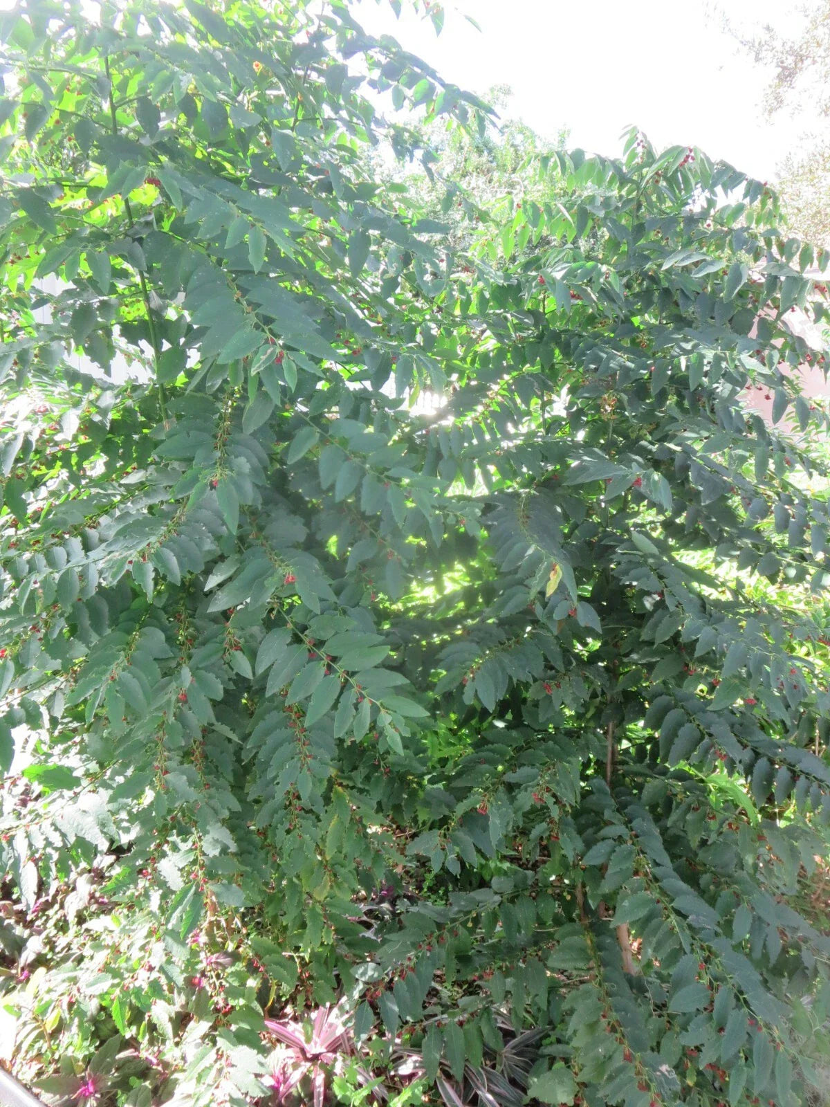 Katuk Star Gooseberry Cuttings - 5 Fresh Unrooted Stems for Propagation & Culinary Use - Sauropus androgynus