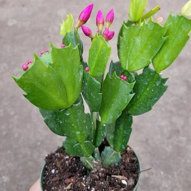 Live Christmas Cactus Plant – Big Pink Schlumbergera Truncata – Freshly Dug, No Pot for Shipping