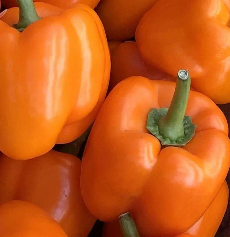 Orange Bell Pepper Seeds - 50+ Non-GMO Orange Sun Variety - Capsicum annuum Vegetable Seeds